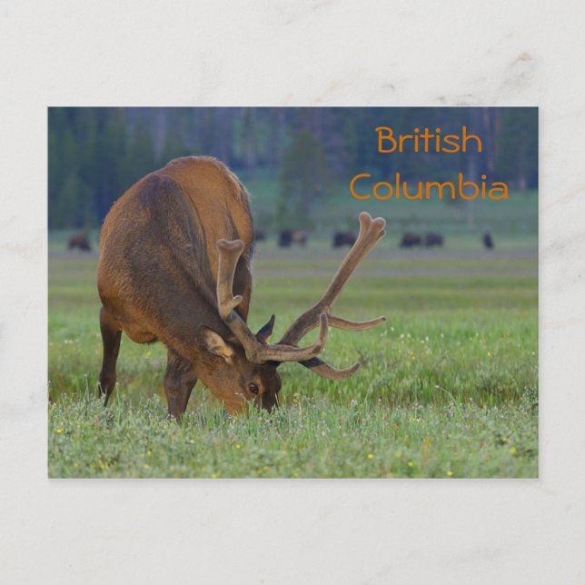 Carte postale wapiti de la Colombie-Britannique (Devant)