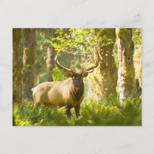 Carte Postale Wapiti de Roosevelt   Parc national Olympique, Was