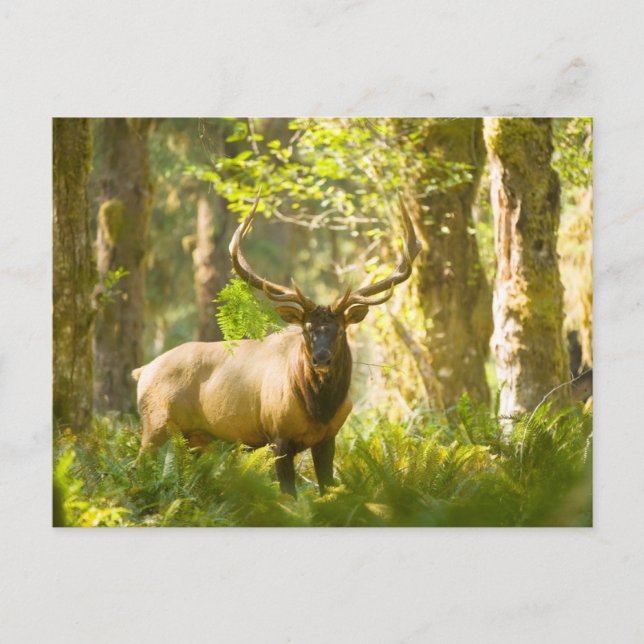 Carte Postale Wapiti de Roosevelt | Parc national Olympique, Was (Devant)