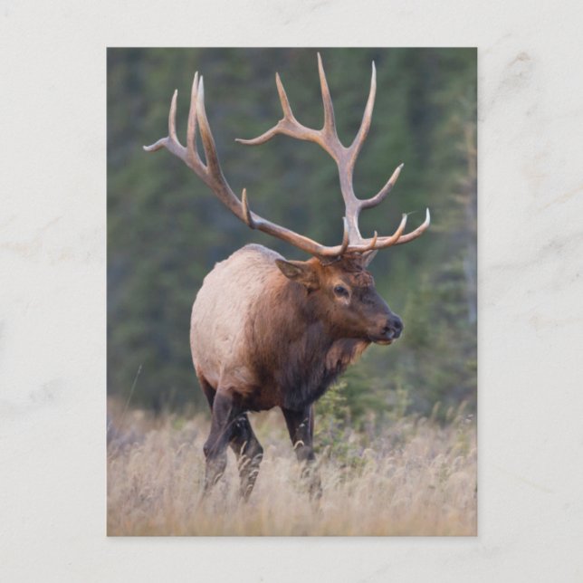 Carte Postale Wapiti des montagnes rocheuses (Devant)
