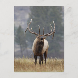 Carte Postale Wapiti mâle bramant, Parc national de Yellowstone,