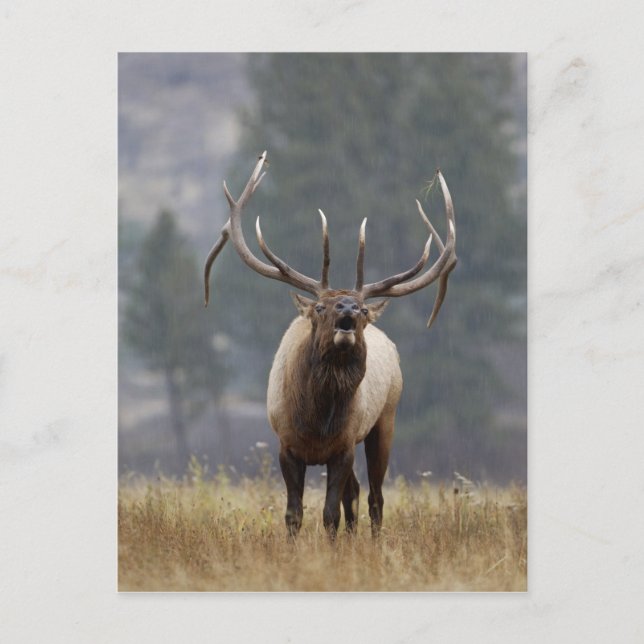 Carte Postale Wapiti mâle bramant, Parc national de Yellowstone, (Devant)