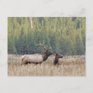 Carte Postale Wapiti mâle dans une prairie   Parc national de Ye