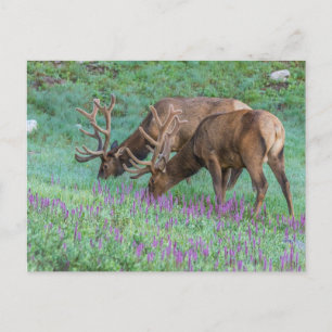 Carte Postale Wapiti mâles, parc national de Rocky Mountain, Col