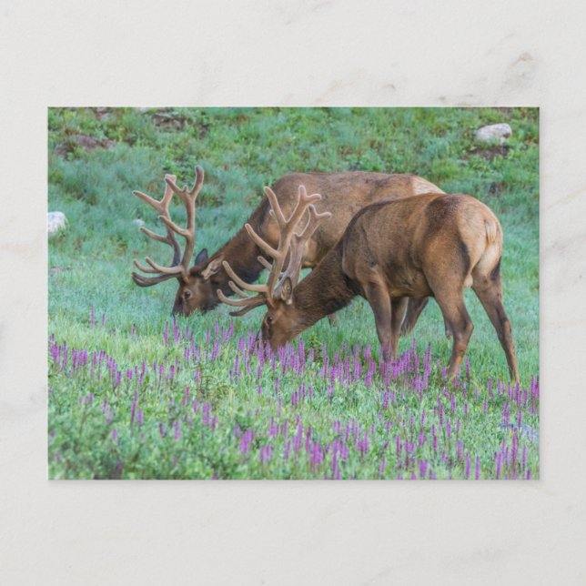 Carte Postale Wapiti mâles, parc national de Rocky Mountain, Col (Devant)