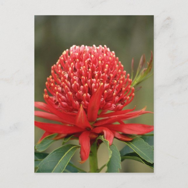 Carte Postale Waratah en fleur, fleurs australiennes (Devant)