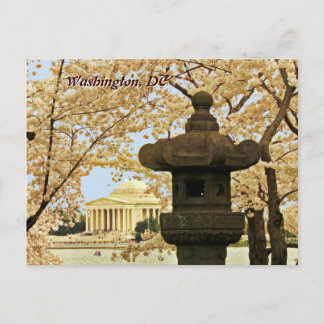 Carte postale Washington Cherry Blossoms