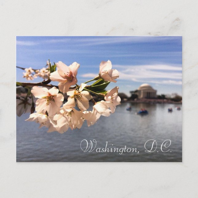 Carte postale Washington, D.C. Cherry Blossom (Devant)