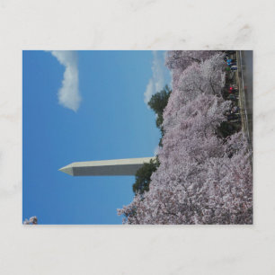 Carte Postale Washington DC Cherry Blossom 2
