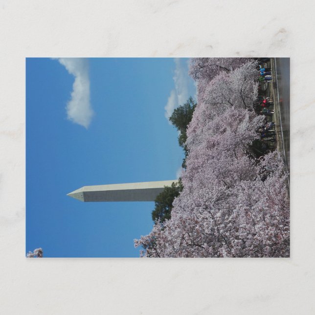 Carte Postale Washington DC Cherry Blossom 2 (Devant)