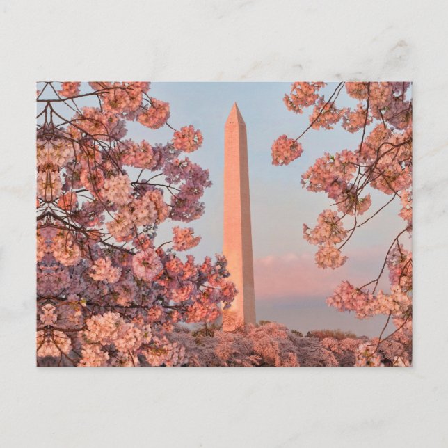 Carte Postale Washington Monument - Cherry Blossoms (Devant)