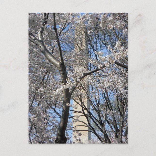 Carte Postale Washington Monument Cherry Trees 001 (Devant)
