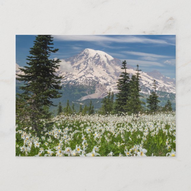 Carte Postale Washington, Parc national du mont Rainier 1 (Devant)