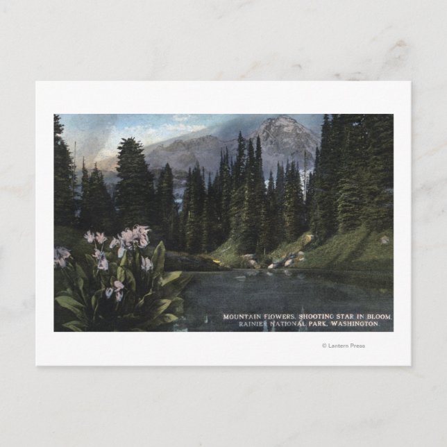 Carte Postale Washington - Parc national Rainier, Sta de tir (Devant)