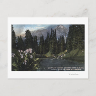 Carte Postale Washington - Parc national Rainier, Sta de tir