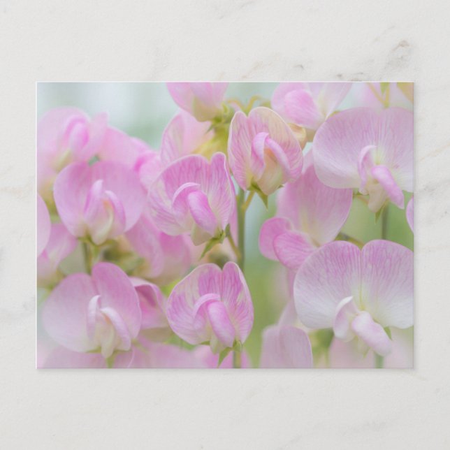 Carte Postale Washington, Seabeck. Detail of sweet pea (Devant)