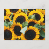 Washington, Seattle, Tournesol en vente de brochet