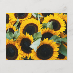 Carte Postale Washington, Seattle, Tournesol en vente de brochet