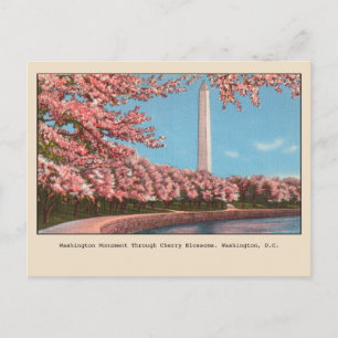 Carte Postale Washington Washington Monument Cherry Blossoms