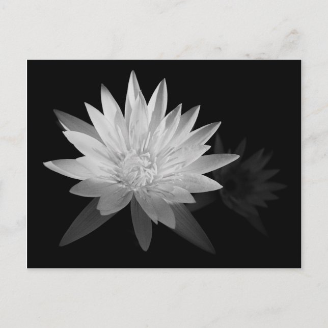 Carte Postale Water Lilly (Devant)