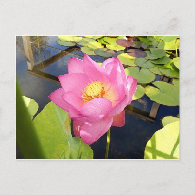 Carte postale Water Lily (Devant)