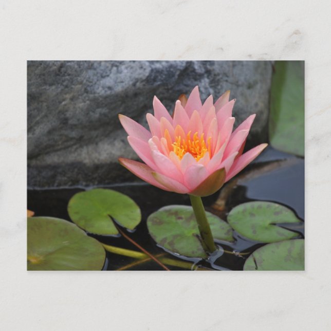 Carte postale Water Lily (Devant)