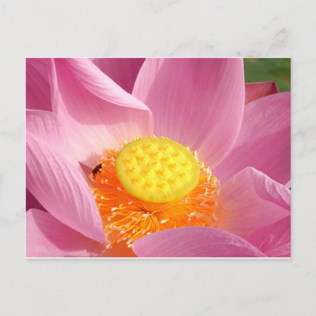 Carte postale Water Lily (Devant)