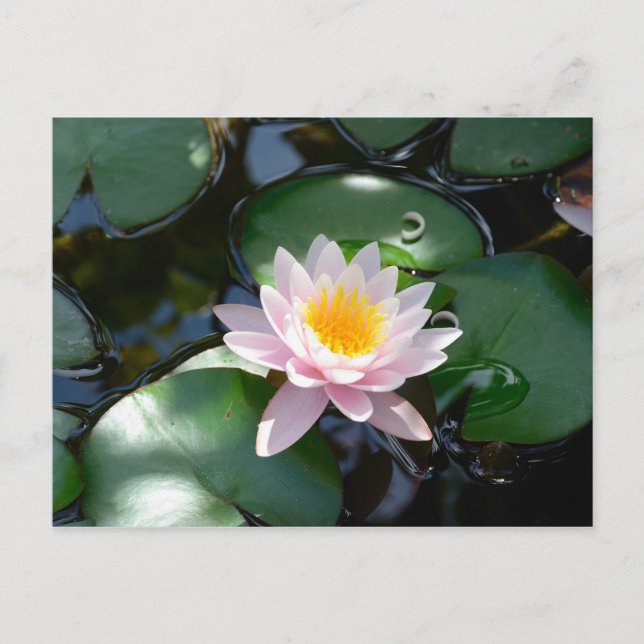 Carte postale Water Lily (Devant)