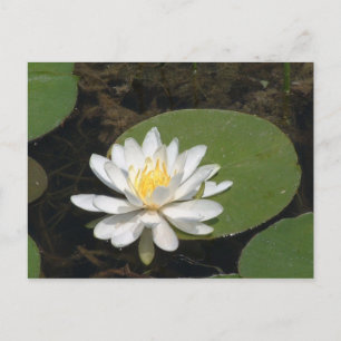 Carte postale Water Lily