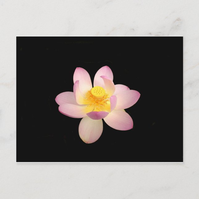 Carte postale Water Lily (Devant)