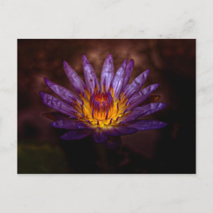 Carte postale Water Lily Photography par Freyja
