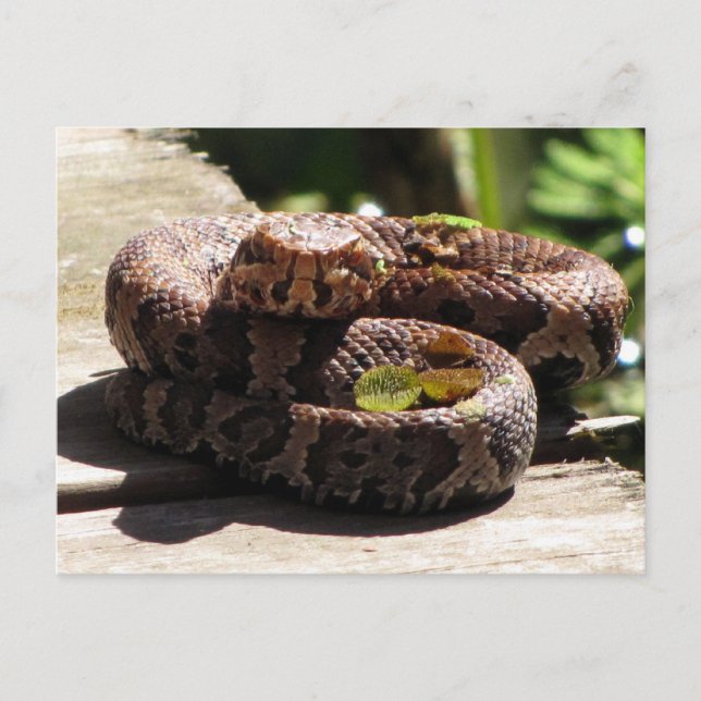 Carte postale Water Moccasin (Devant)