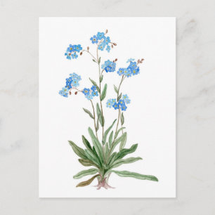 Carte Postale Watercolor drawing of Forget-me-not Flower
