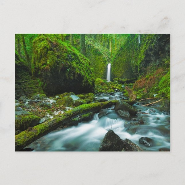 Carte Postale Waterfalls | Grotto Falls, Oregon (Devant)