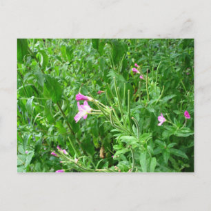 Carte postale Watermead Country Park