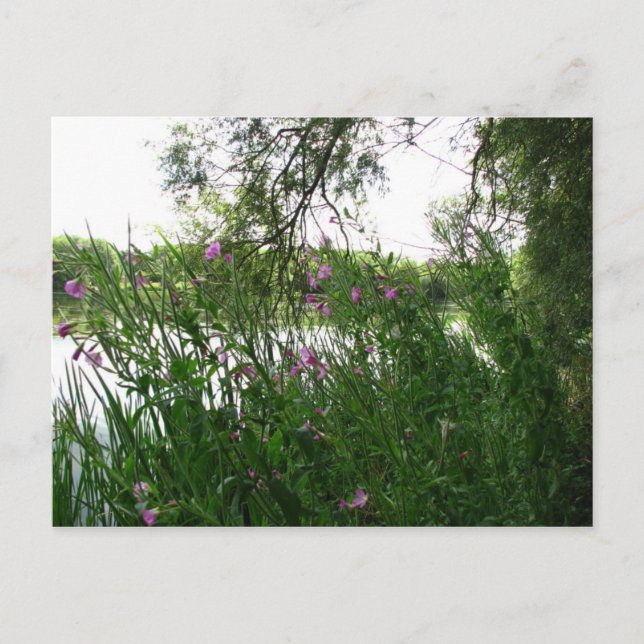 Carte postale Watermead Country Park (Devant)