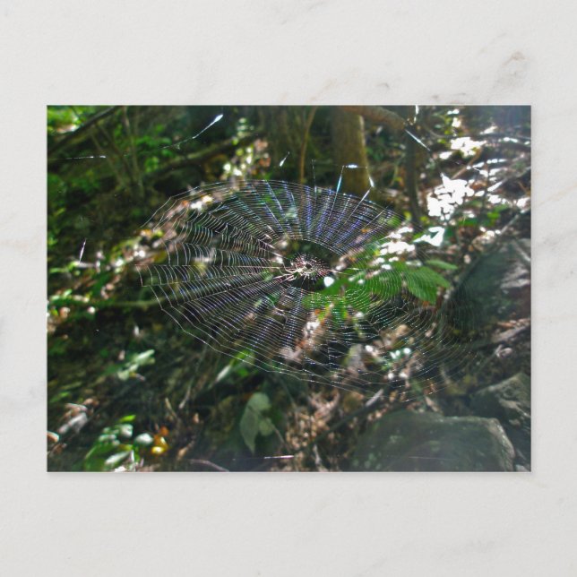 Carte postale Web Leucauge Orb (Devant)