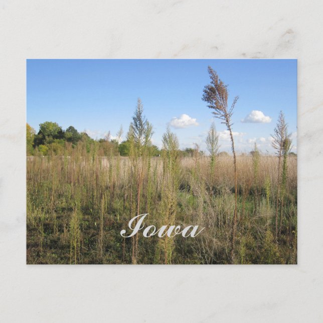 Carte Postale Weeds, Trees et Sky Iowa (Devant)