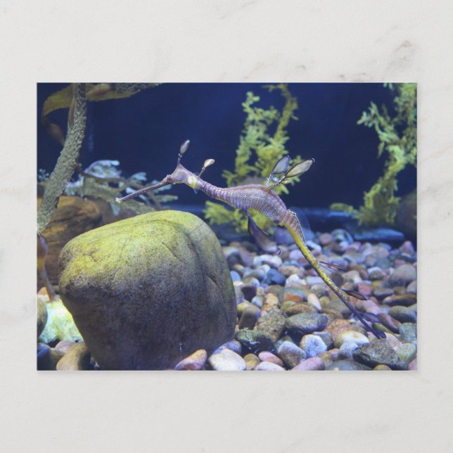 Carte Postale Weedy Seadragon n° 1 (Devant)