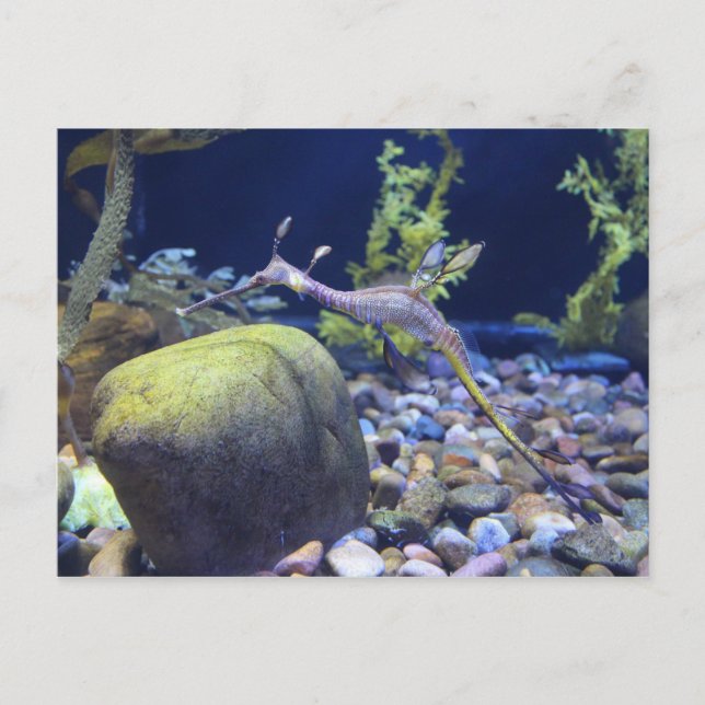 Carte Postale Weedy Seadragon n° 2 (Devant)