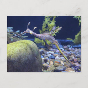 Carte Postale Weedy Seadragon n° 3
