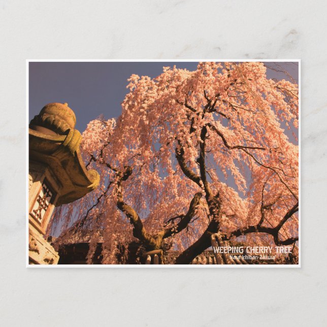 Carte Postale Weeping cherry tree ("Nara Ichiban-Zakura") (Devant)