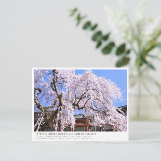 Carte Postale Weeping cherry tree ("Nara Ichiban-Zakura") ポストカード (Debout devant)