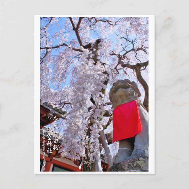 Carte Postale Weeping cherry tree ("Nara Ichiban-Zakura") ポストカード (Devant)