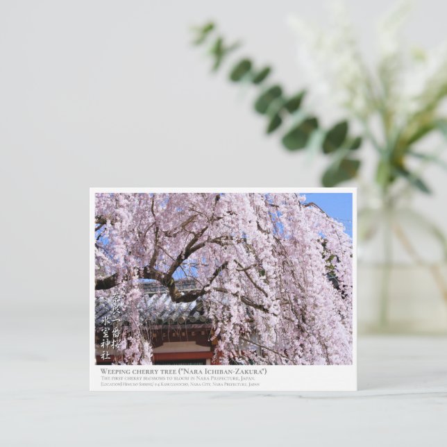 Carte Postale Weeping cherry tree ("Nara Ichiban-Zakura") ポストカード (Debout devant)