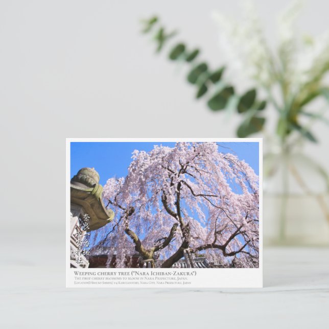 Carte Postale Weeping cherry tree ("Nara Ichiban-Zakura") ポストカード (Debout devant)