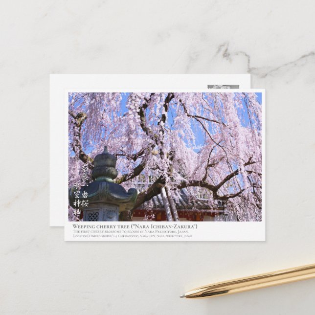 Carte Postale Weeping cherry tree ("Nara Ichiban-Zakura") ポストカード (Devant/Arrière en situation)