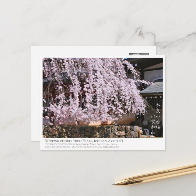Carte Postale Weeping cherry tree ("Nara Ichiban-Zakura") ポストカード (Devant/Arrière en situation)