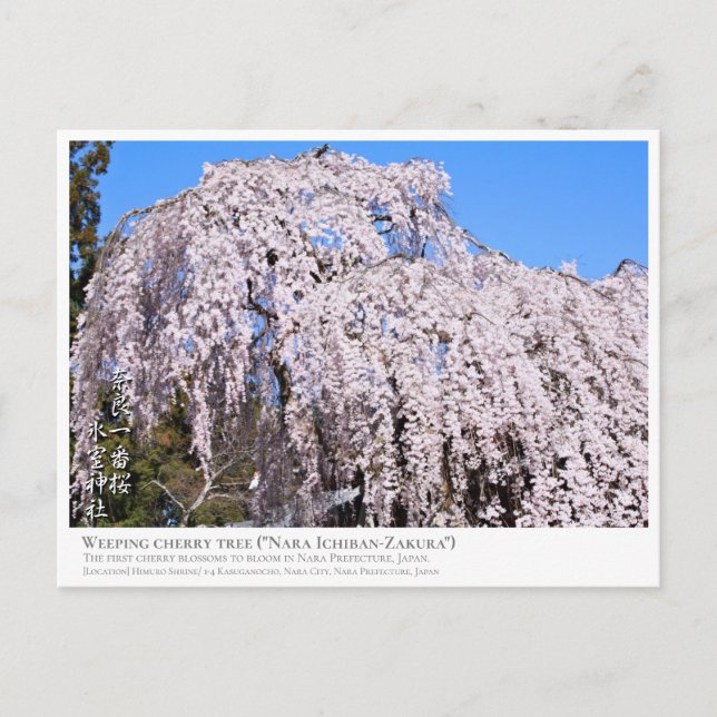 Carte Postale Weeping cherry tree ("Nara Ichiban-Zakura") ポストカード (Devant)