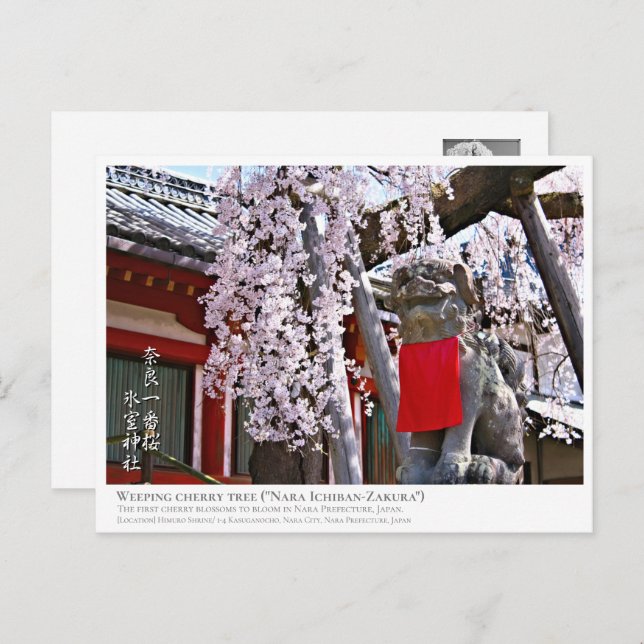 Carte Postale Weeping cherry tree ("Nara Ichiban-Zakura") ポストカード (Devant / Derrière)